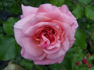 Rosa 'Aloha'