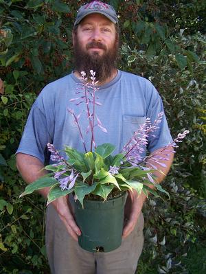 James Schaefer with Hosta 'Fall Bouquet'