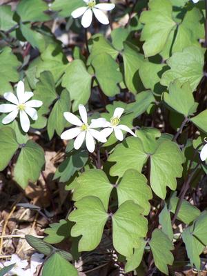 Jeffersonia diphylla 'Monkey Wings' in April 