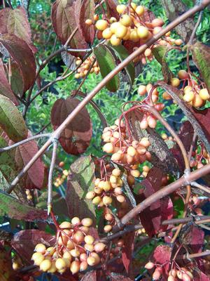 another fruiting detail when berries are golden before deepening in color with the added bonus of good fall leaf color
