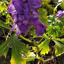Aconitum sinomontana Aconitum sinomontana