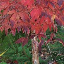Acer triflorum Acer triflorum
