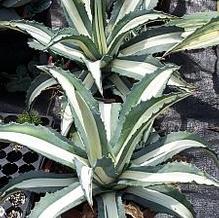 Agave americana 'Medio-picta Alba' Agave americana 'Medio-picta Alba'