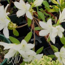 Azalea 'Koromo Shikibu White' Azalea 'Koromo Shikibu White'