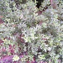 Berberis sieboldii Berberis sieboldii