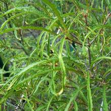 Rhamnus frangula 'Asplenifolia' Rhamnus frangula 'Asplenifolia'