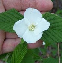 Rhodotypos scandens