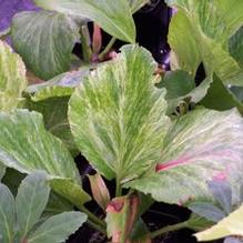 Bergenia cordifolia 'Tubby Andrews' Bergenia cordifolia 'Tubby Andrews'