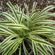 Chlorophytum comosum 'Gold Nugget' Chlorophytum comosum 'Gold Nugget'