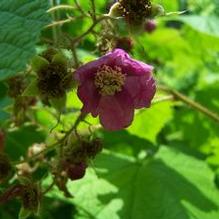 Rubus odoratus