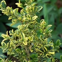 Buxus koreana 'Sunburst'