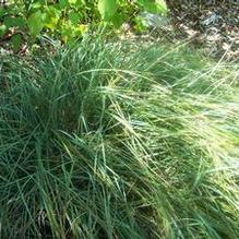 Carex flacca (syn. glauca) Carex flacca (syn. glauca)