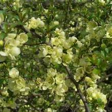 Chaenomeles japonica 'Chojubai'