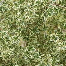 Buxus sempervirens 'Elegantissima'