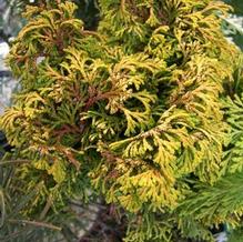 Chamaecyparis obtusa 'Lynn's Golden'