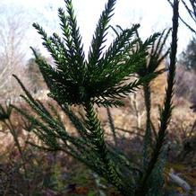 Cryptomeria japonica 'Auricarioides'