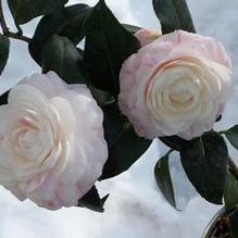 Camellia japonica 'April Dawn' Camellia japonica 'April Dawn'