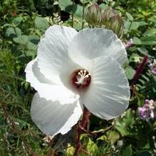 Hibiscus dasycalyx