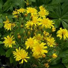 Hieracium maculatum 'Leopard' Hieracium maculatum 'Leopard'