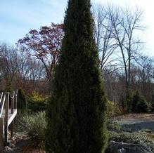 Juniperus communis 'Sentinel' Juniperus communis 'Sentinel'