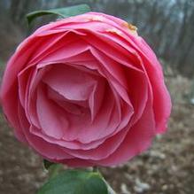 Camellia japonica 'Jerry Hill' Camellia japonica 'Jerry Hill'