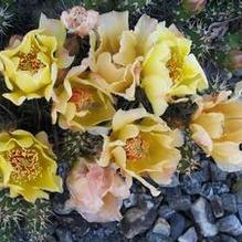 Opuntia fragilis (Southwest Nebraska)