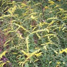 Solidago rugosa 'Fireworks'