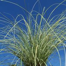 Carex morrowii 'Silk Tassel' Carex morrowii 'Silk Tassel'