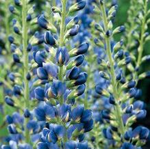Baptisia x 'Midnight Prairieblues' Baptisia x 'Midnight Prairieblues'