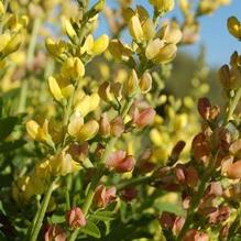 Baptisia x 'Solar Flare Prairieblues' Baptisia x 'Solar Flare Prairieblues'