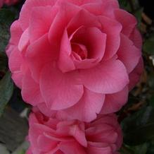 Camellia japonica 'April Rose' Camellia japonica 'April Rose'