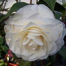 Camellia japonica 'April Snow' Camellia japonica 'April Snow'