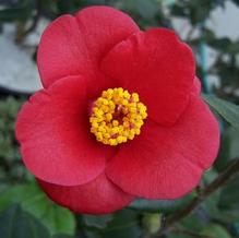 Camellia japonica 'Korean Fire' Camellia japonica 'Korean Fire'
