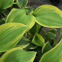 Hosta 'Earth Angel' Hosta 'Earth Angel'