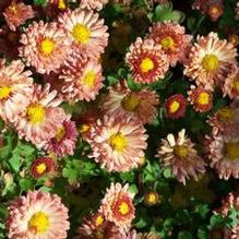Chrysanthemum 'Bronze Elegans' Chrysanthemum 'Bronze Elegans'