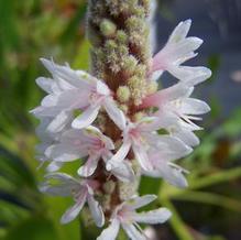 Pontederia cordata 'Alba' Pontederia cordata 'Alba'