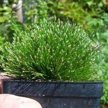 Eleocharis radicans