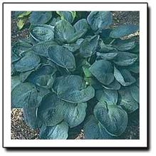 Hosta 'Big Daddy' Hosta 'Big Daddy'