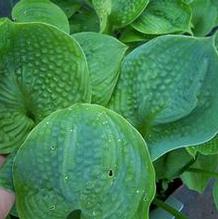 Hosta 'Love Pat' Hosta 'Love Pat'