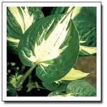 Hosta 'Pathfinder' Hosta 'Pathfinder'