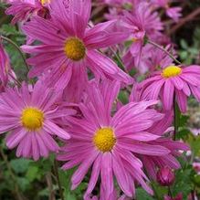 Chrysanthemum 'Miss Gloria's Thanksgiving Mum' Chrysanthemum 'Miss Gloria's Thanksgiving Mum'