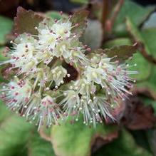 Chrysoplenium macrophyllum Chrysoplenium macrophyllum