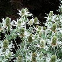 Eryngium giganteum Eryngium giganteum
