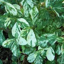 Persicaria virginiana var. filiformis 'Painter's Palette' Persicaria virginiana var. filiformis 'Painter's Palette'