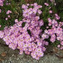 Chrysanthemum 'Cambodian Queen'