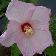 Hibiscus moscheutos Hibiscus moscheutos
