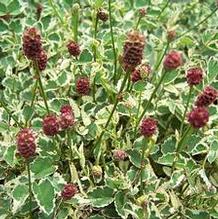 Sanguisorba officinalis var. microcephala 'Little Angel'