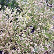 Callicarpa dichotoma var. albafructus 'Duet' Callicarpa dichotoma var. albafructus 'Duet'