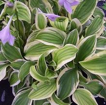 Hosta 'Crepe Suzette' Hosta 'Crepe Suzette'