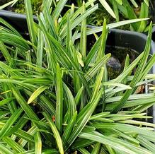 Ophiopogon japonicus 'Snow Globe'